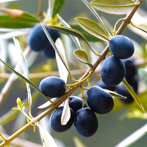 an olive branch with black olives