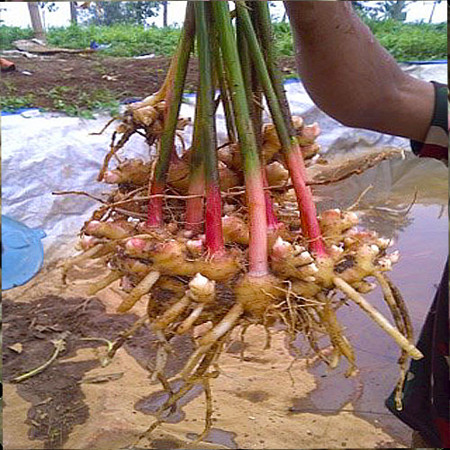 a ginger plant with roots and stalks